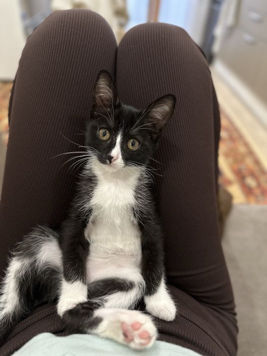 Котёнок девочка в добрые руки