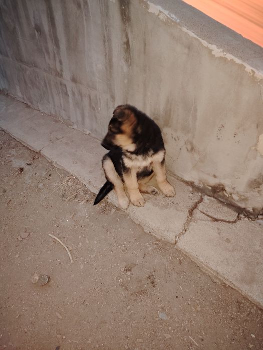 Щенки восточно европейской овчарки