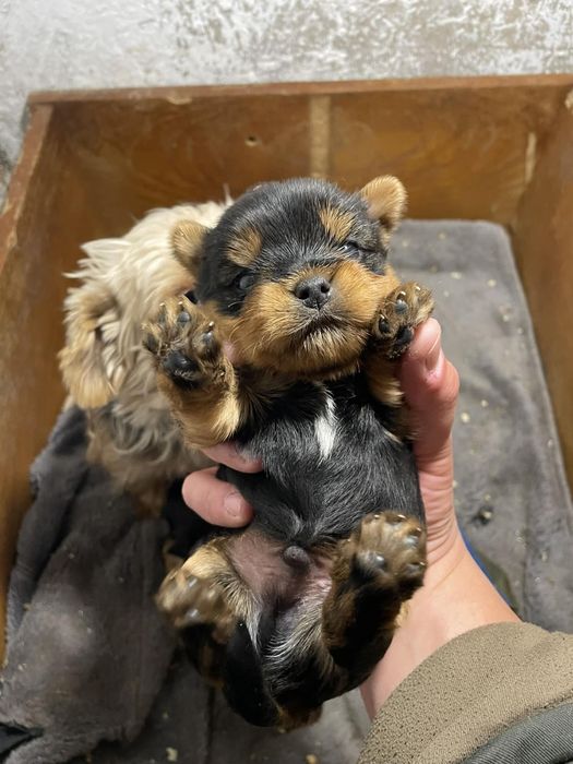 Супер мини Йорки Доставка