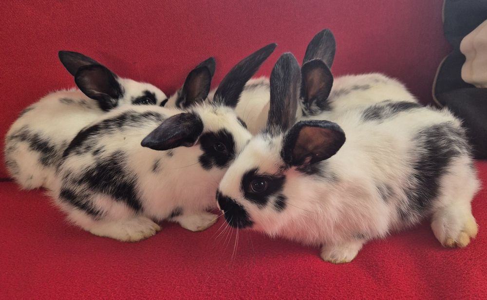 Iepuri Fluture German