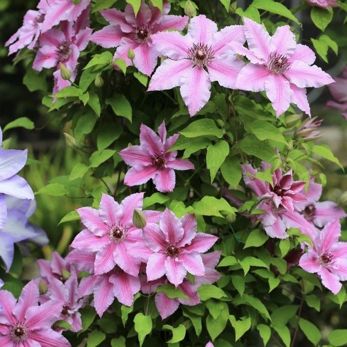 Климатисы садовые