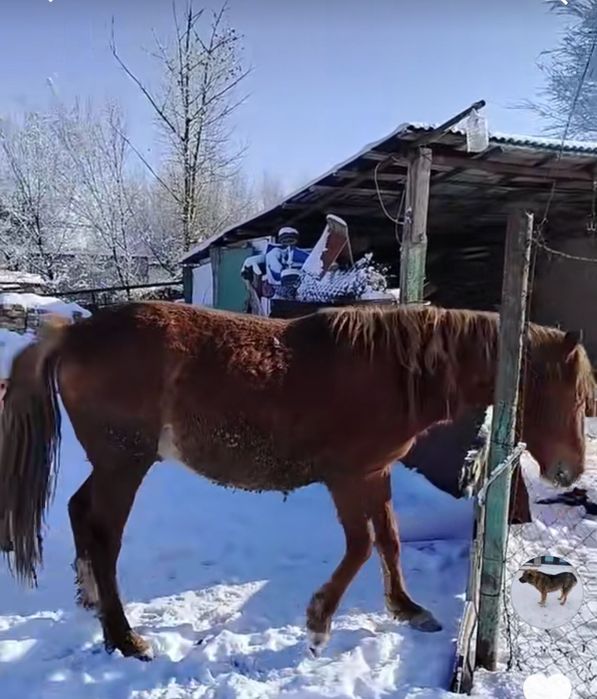 Семиз кунан сатылады
