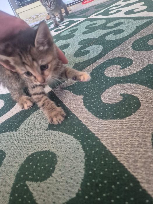 Отдам добрые руки котят