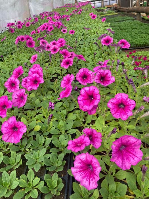 Продам петунию, рассаду овощей