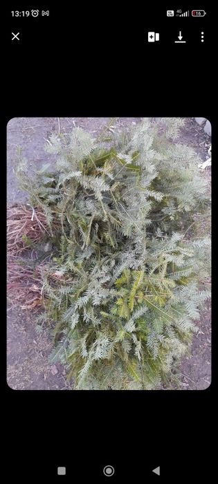 Puieți pentru replantare/împădurire la cel mai bun preț anul 1