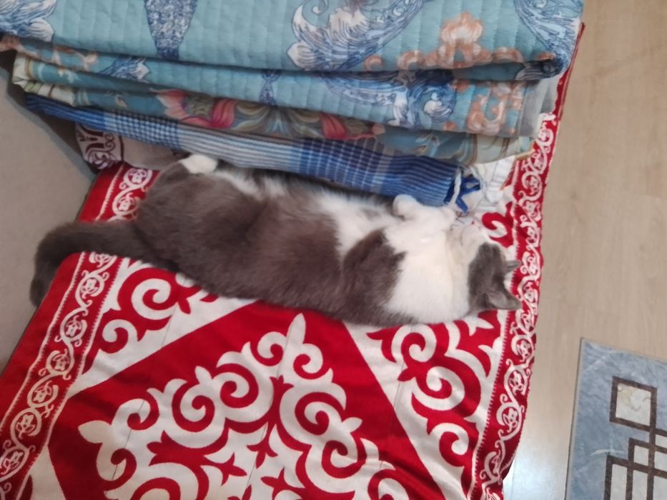 Отдам кота со всеми вещами его/ее