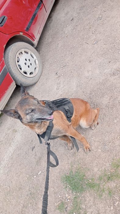 Бельгийская овчарка нужын кабель жених.