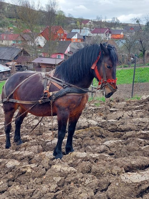 Vând ieapă de 6 ani