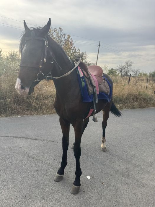 Продам лошать.