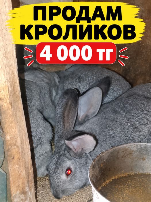 Продаем кролеков