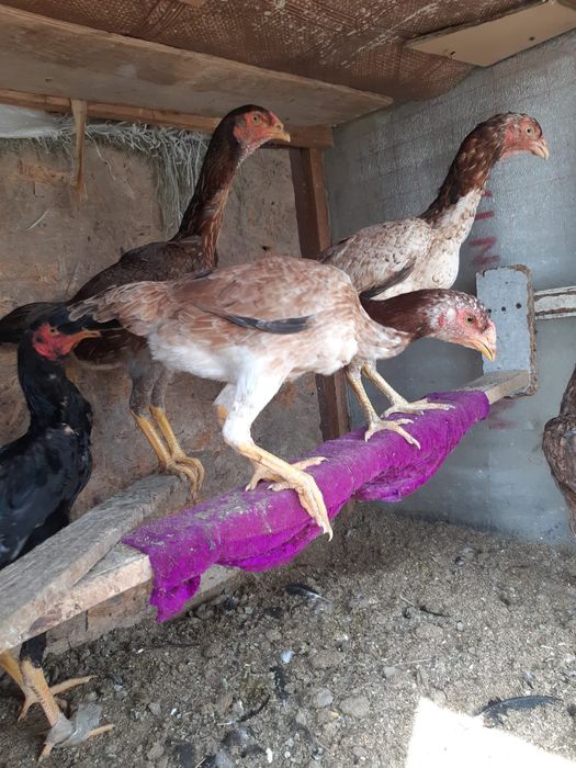 Бойцовиедакантаауықтар