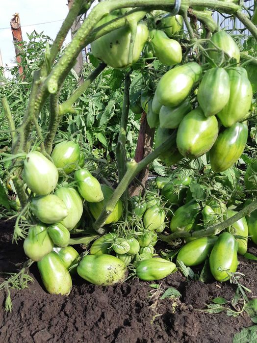 Участок земли в городе