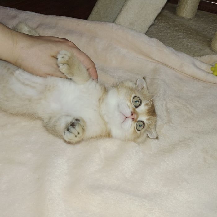 Золотая Шиншила девочка Скоттиш фолд