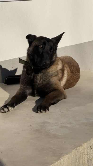 Vand catel Ciobanesc belgian in varsta de 10 luni.PRET NEGOCIABIL