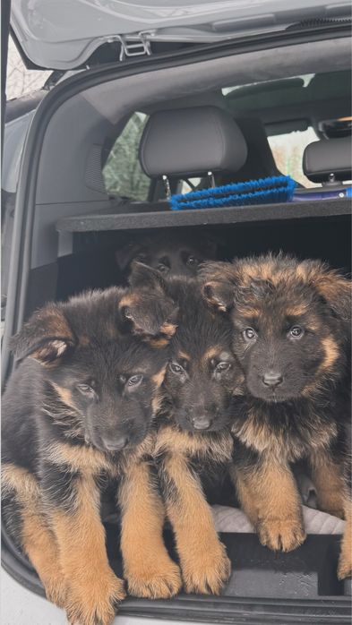 Щенки немецкой овчарки