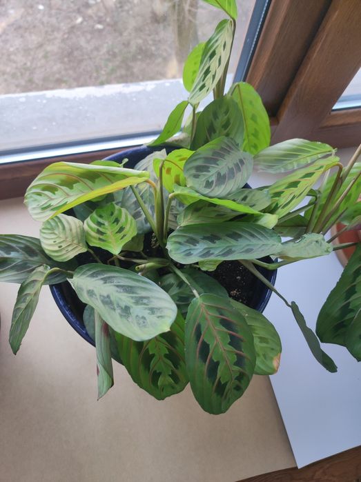 Цаеты Намазхан цветы