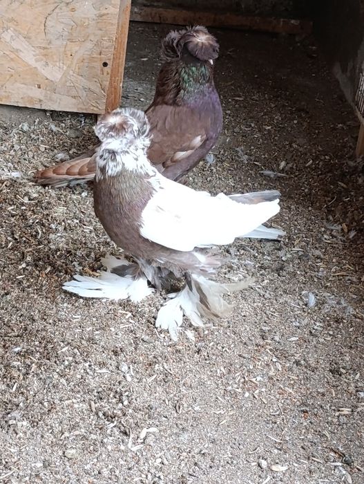 Продается самец Бухарский барабанщик цвета чинны