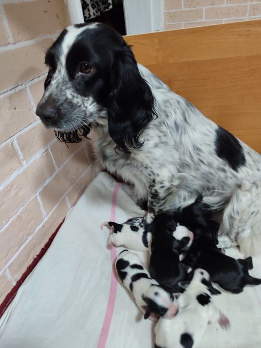 Продам щенят спаниеля родились 14 декабря