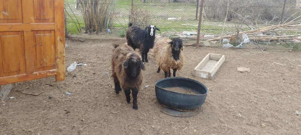 2-шібіш. 1-тоқты  сатылады