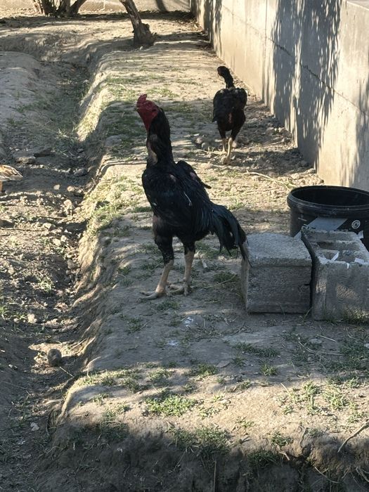 Dakang xuroz sotiladi