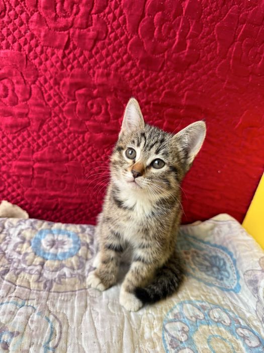 КОТЯТА ищут дом!
