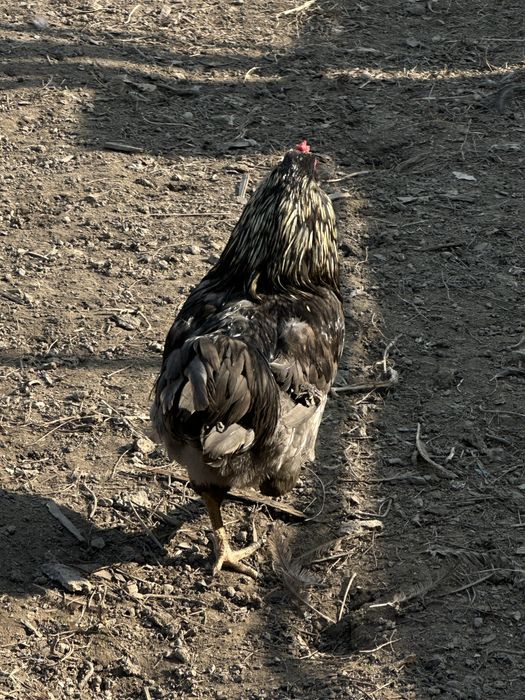 Продам петухов  породистые