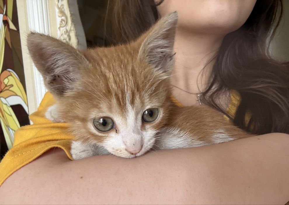 Котенок рыжий в хорошие руки