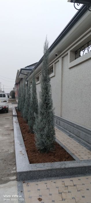 Manzarali daraxtlarni dorilash