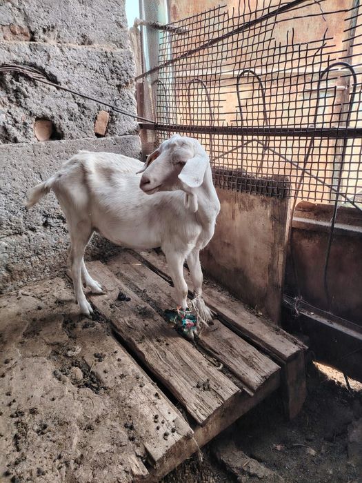 Занен ешилер сатылады