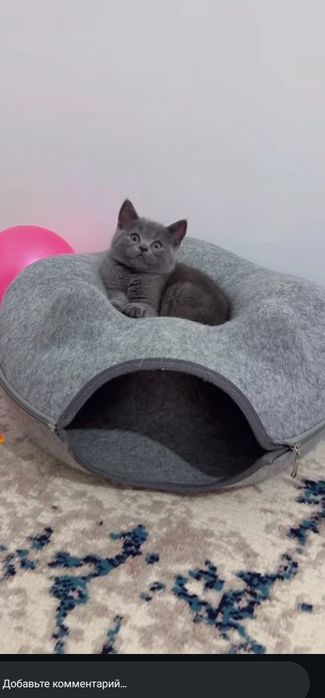 Котёнок британский скотиш фолд