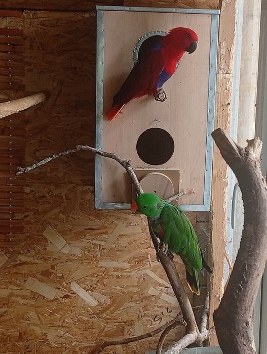Papagali eclectus