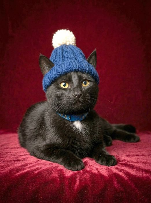 Котик дружелюбным людям