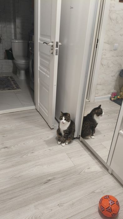 Котик Кеша отдам в добрые руки