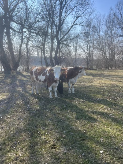 Vand juninci ! 2 juninci Baltata Romaneasca si 1 Angus!