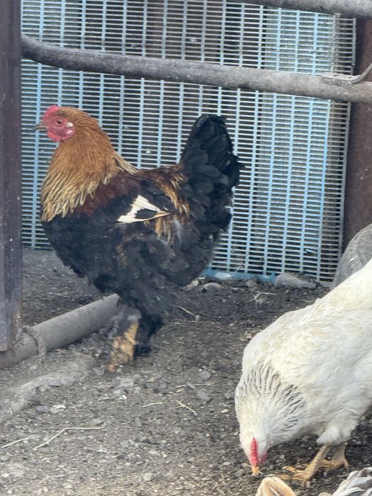 Продам петухов …