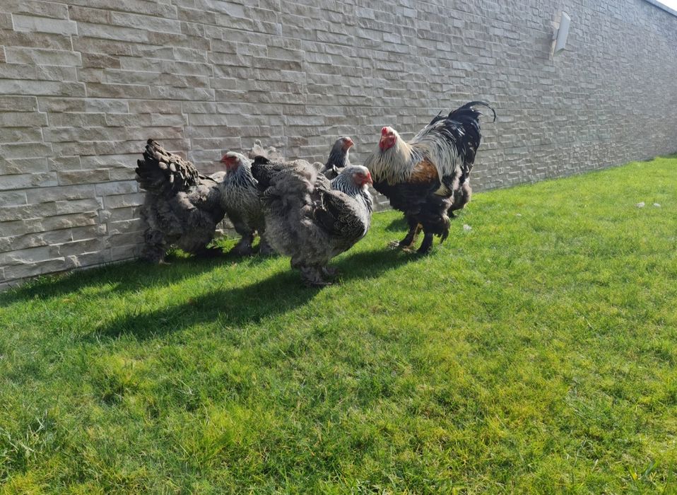 Vand pui Brahma pe 15 culori.Trimit in Tara!!