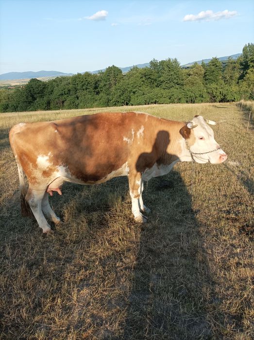 Vând o vacă baltă