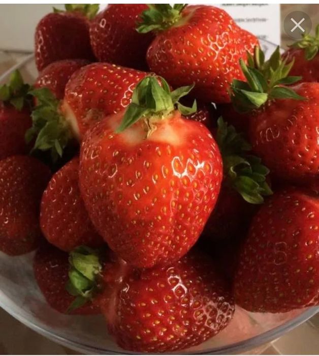 Саженцы клубника Лорд