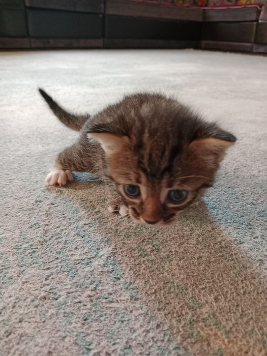 Котята в хорошие руки