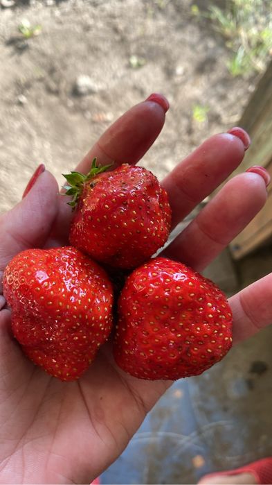 Продаётся дача  в САДОВОДЕ