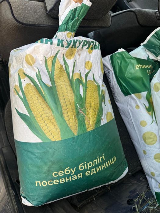 Кукуруза Будан.