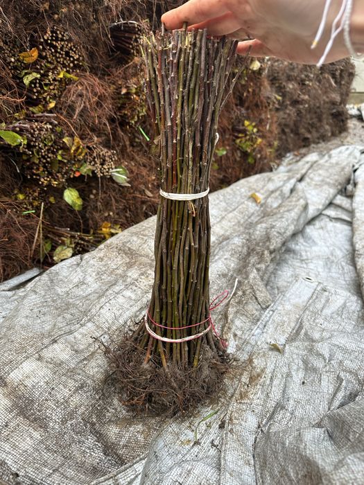 Material saditor pentru pomi fructiferi - Portaltoi de la producator