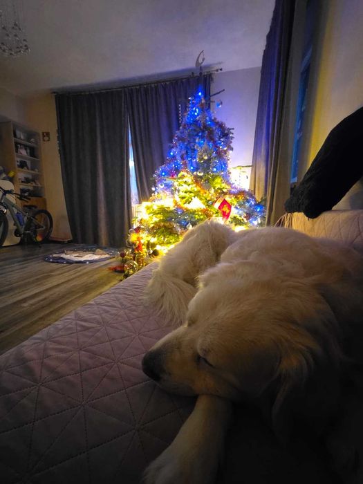 Pet Sitter particular