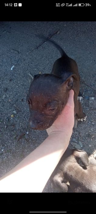 Срочно продам щенков Питбуля . Торг