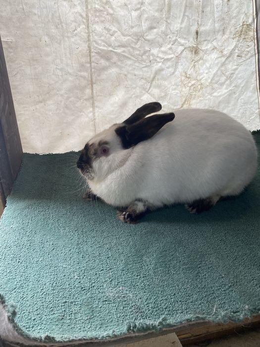 Кролихи калифорния