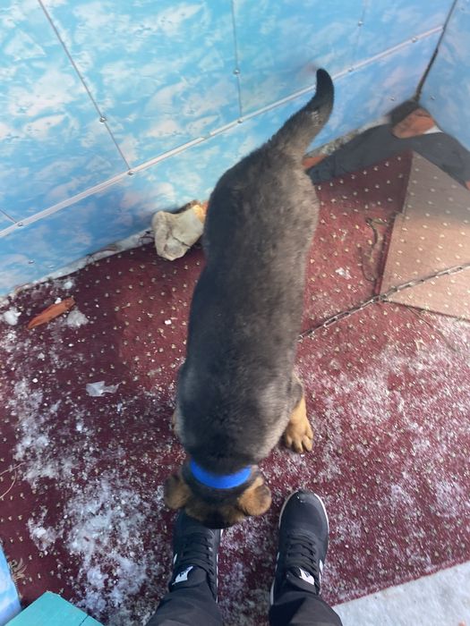 Продам немецкая овчарка