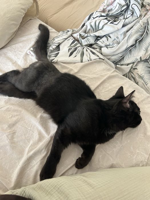 Котенок кот черный