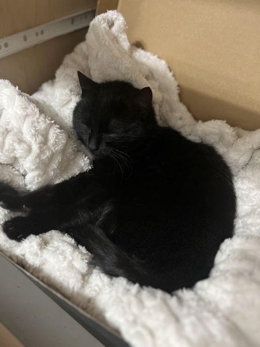 Котенок (девочка) черная с зелеными глазами