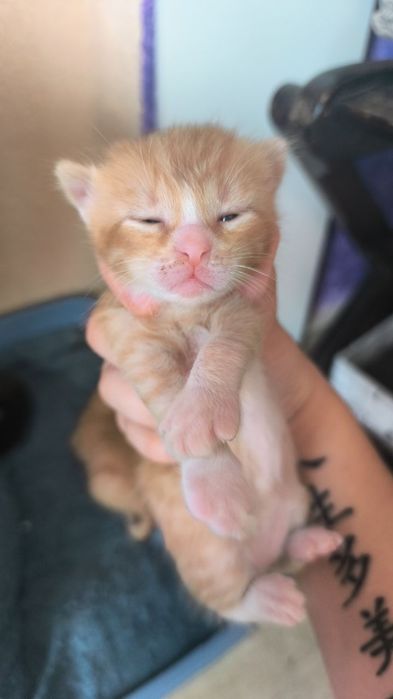 Подарявам сладки котенца