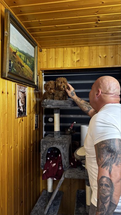 Pudeli mini toy de vanzare